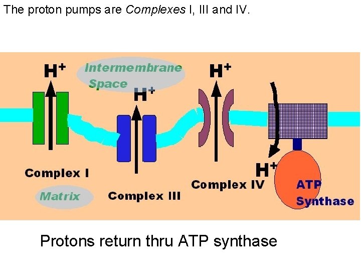 The proton pumps are Complexes I, III and IV. Protons return thru ATP synthase The proton pumps are Complexes I, III and IV. Protons return thru ATP synthase