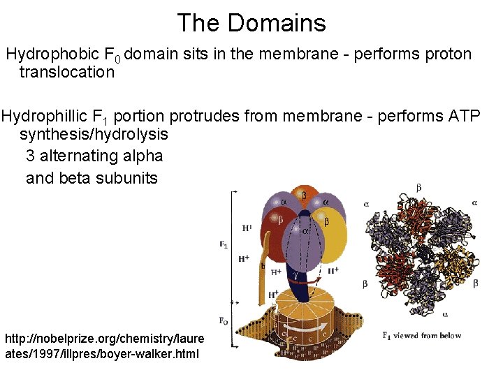 The Domains Hydrophobic F 0 domain sits in the membrane - performs proton translocation The Domains Hydrophobic F 0 domain sits in the membrane - performs proton translocation