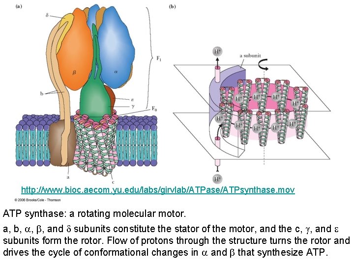 http: //www. bioc. aecom. yu. edu/labs/girvlab/ATPase/ATPsynthase. mov ATP synthase: a rotating molecular motor. a, http: //www. bioc. aecom. yu. edu/labs/girvlab/ATPase/ATPsynthase. mov ATP synthase: a rotating molecular motor. a,