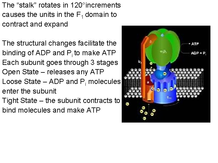 The “stalk” rotates in 120°increments causes the units in the F 1 domain to The “stalk” rotates in 120°increments causes the units in the F 1 domain to