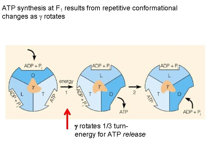 ATP synthesis at F 1 results from repetitive conformational changes as rotates 1/3 turn ATP synthesis at F 1 results from repetitive conformational changes as rotates 1/3 turn