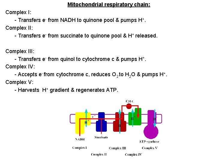 Mitochondrial respiratory chain: Complex I: - Transfers e- from NADH to quinone pool & Mitochondrial respiratory chain: Complex I: - Transfers e- from NADH to quinone pool &