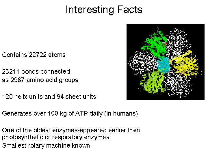 Interesting Facts Contains 22722 atoms 23211 bonds connected as 2987 amino acid groups 120 Interesting Facts Contains 22722 atoms 23211 bonds connected as 2987 amino acid groups 120