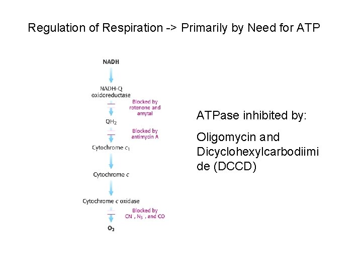 Regulation of Respiration -> Primarily by Need for ATPase inhibited by: Oligomycin and Dicyclohexylcarbodiimi Regulation of Respiration -> Primarily by Need for ATPase inhibited by: Oligomycin and Dicyclohexylcarbodiimi
