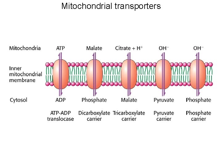 Mitochondrial transporters Mitochondrial transporters