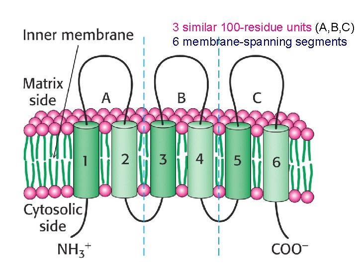 3 similar 100 -residue units (A, B, C) 6 membrane-spanning segments 3 similar 100 -residue units (A, B, C) 6 membrane-spanning segments
