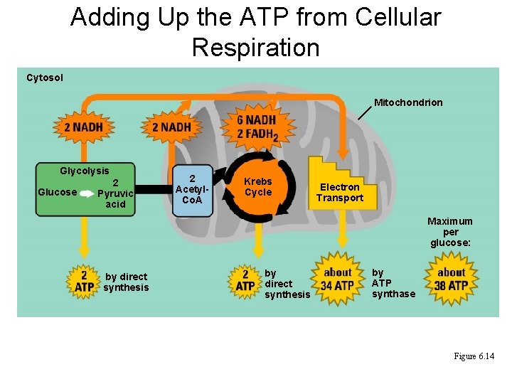 Adding Up the ATP from Cellular Respiration Cytosol Mitochondrion Glycolysis Glucose 2 Pyruvic acid Adding Up the ATP from Cellular Respiration Cytosol Mitochondrion Glycolysis Glucose 2 Pyruvic acid