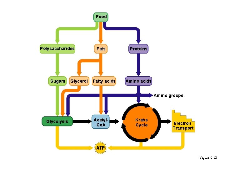 Food Polysaccharides Sugars Glycerol Fats Fatty acids Proteins Amino acids Amino groups Glycolysis Acetyl. Food Polysaccharides Sugars Glycerol Fats Fatty acids Proteins Amino acids Amino groups Glycolysis Acetyl.