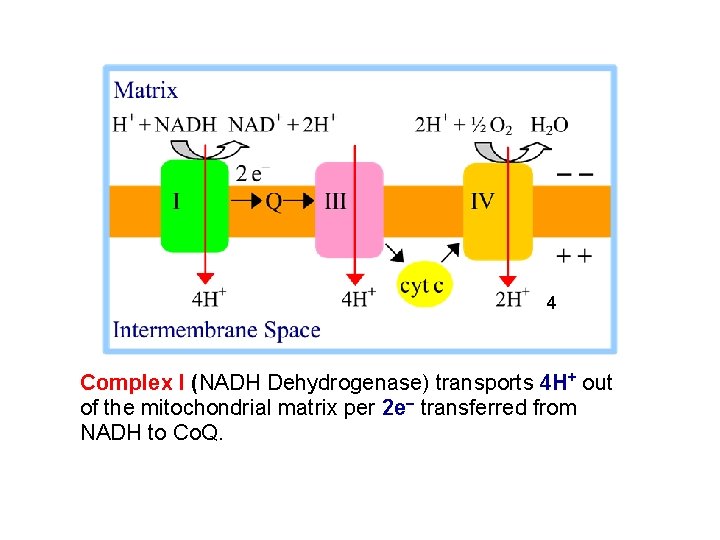 4 Complex I (NADH Dehydrogenase) transports 4 H+ out of the mitochondrial matrix per 4 Complex I (NADH Dehydrogenase) transports 4 H+ out of the mitochondrial matrix per