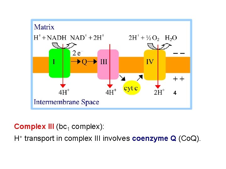 4 Complex III (bc 1 complex): H+ transport in complex III involves coenzyme Q 4 Complex III (bc 1 complex): H+ transport in complex III involves coenzyme Q