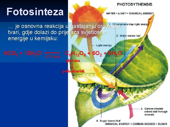 Fotosinteza … je osnovna reakcija u nastajanju organske tvari, gdje dolazi do prijelaza svjetlosne