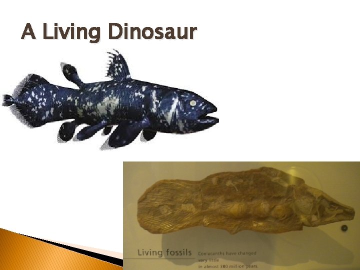 A Living Dinosaur A Living Dinosaur