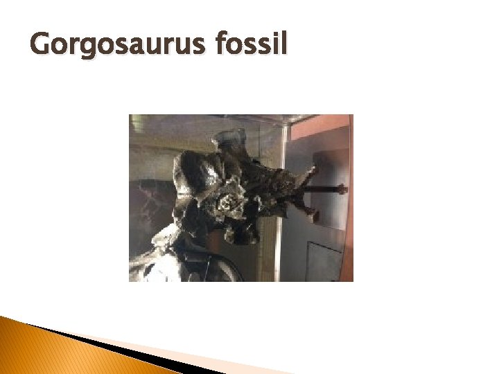 Gorgosaurus fossil Gorgosaurus fossil