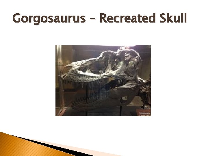 Gorgosaurus – Recreated Skull Gorgosaurus – Recreated Skull