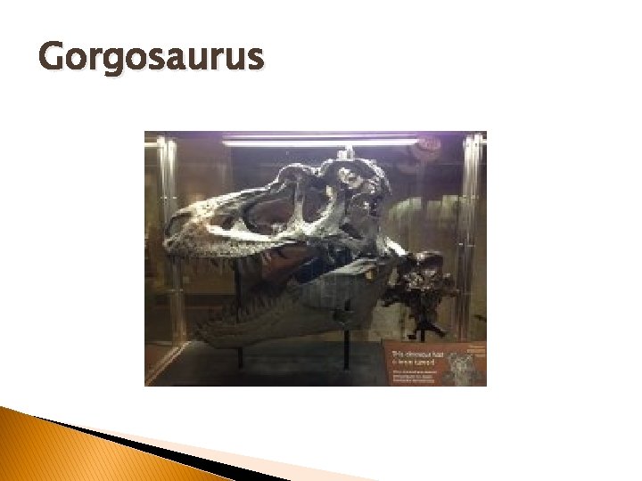 Gorgosaurus Gorgosaurus