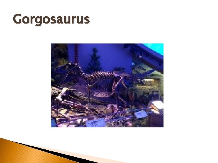 Gorgosaurus Gorgosaurus