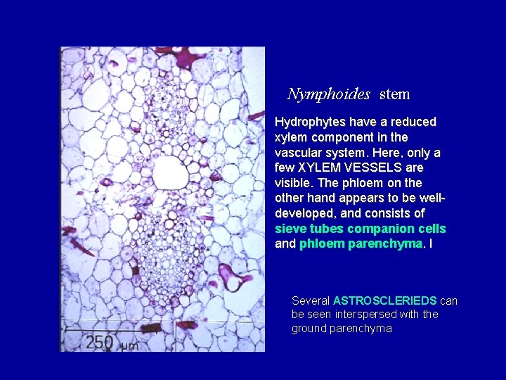 Nymphoides stem Hydrophytes have a reduced xylem component in the vascular system. Here, only