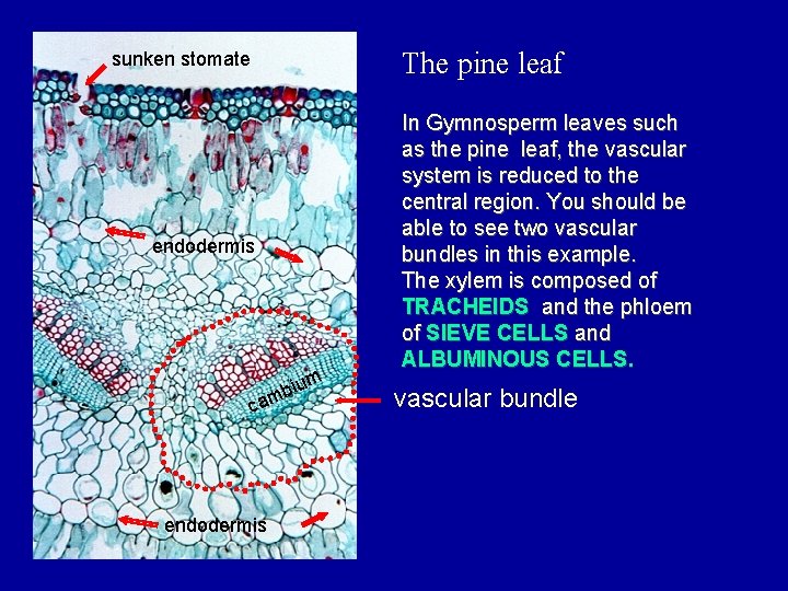 The pine leaf sunken stomate endodermis m biu m ca endodermis In Gymnosperm leaves