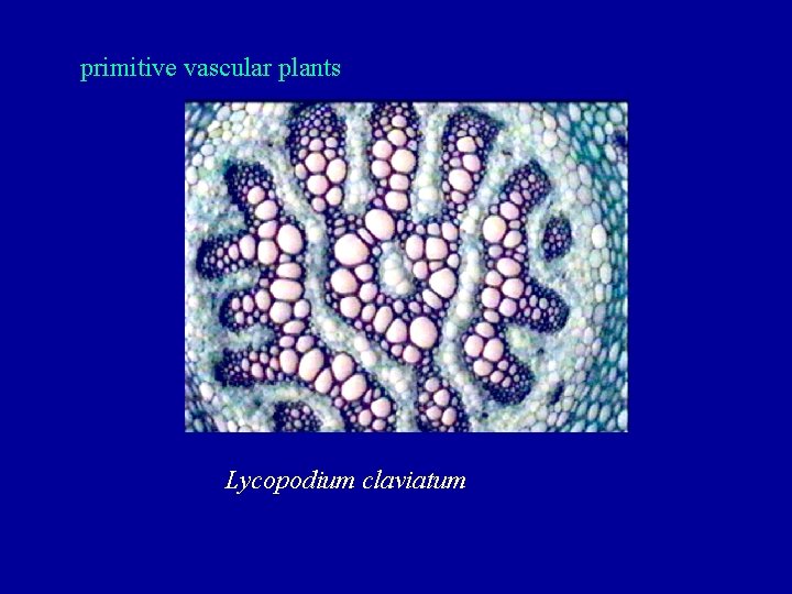 primitive vascular plants Lycopodium claviatum 