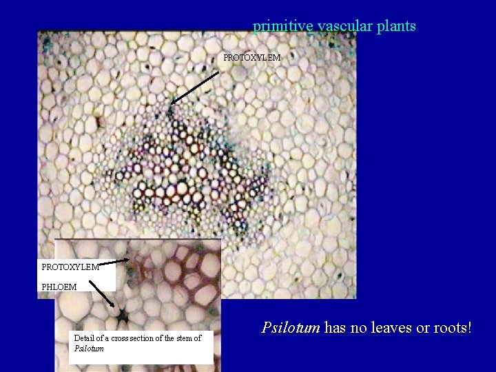 primitive vascular plants PROTOXYLEM PHLOEM Detail of a cross section of the stem of