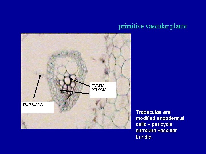 primitive vascular plants XYLEM PHLOEM TRABECULA Trabeculae are modified endodermal cells – pericycle surround