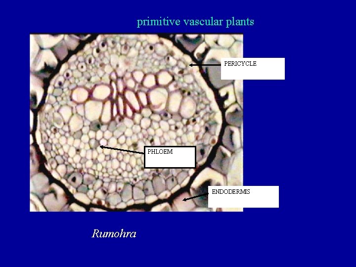 primitive vascular plants PERICYCLE PHLOEM ENDODERMIS Rumohra 
