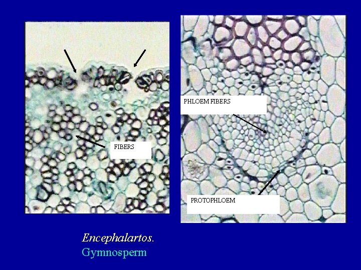 PHLOEM FIBERS PROTOPHLOEM Encephalartos. Gymnosperm 