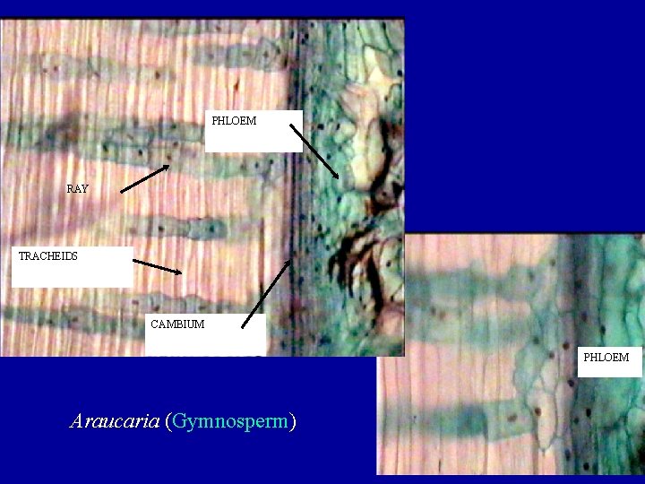 PHLOEM RAY TRACHEIDS CAMBIUM PHLOEM Araucaria (Gymnosperm) 
