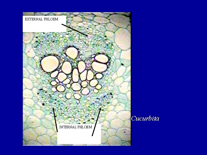 EXTERNAL PHLOEM Cucurbita INTERNAL PHLOEM 