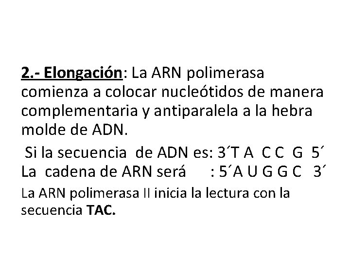 2. - Elongación: La ARN polimerasa comienza a colocar nucleótidos de manera complementaria y