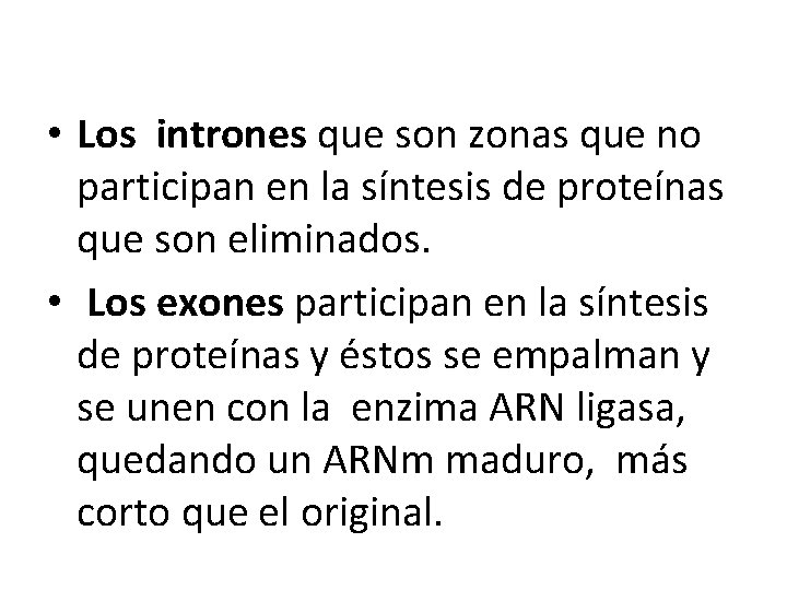  • Los intrones que son zonas que no participan en la síntesis de