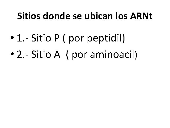 Sitios donde se ubican los ARNt • 1. - Sitio P ( por peptidil)