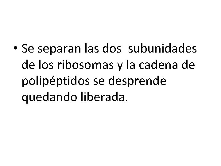  • Se separan las dos subunidades de los ribosomas y la cadena de