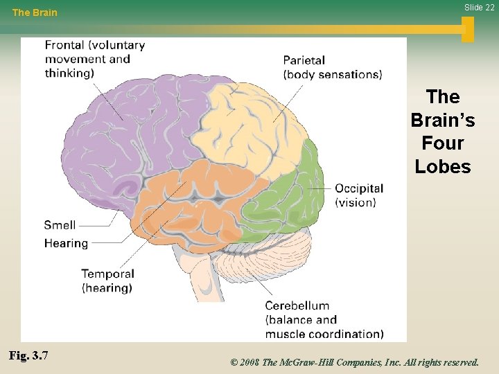 The Brain Slide 22 The Brain’s Four Lobes Fig. 3. 7 © 2008 The