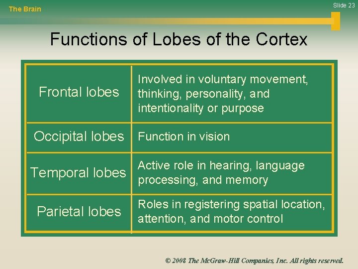 Slide 23 The Brain Functions of Lobes of the Cortex Frontal lobes Involved in