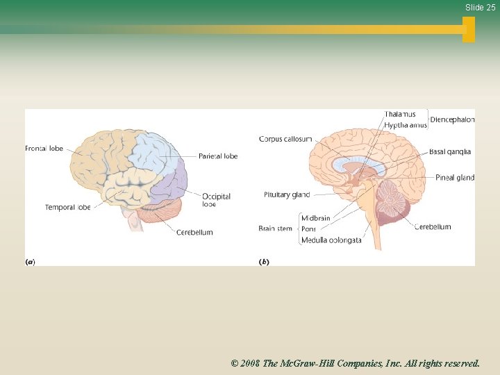 Slide 25 © 2008 The Mc. Graw-Hill Companies, Inc. All rights reserved. 