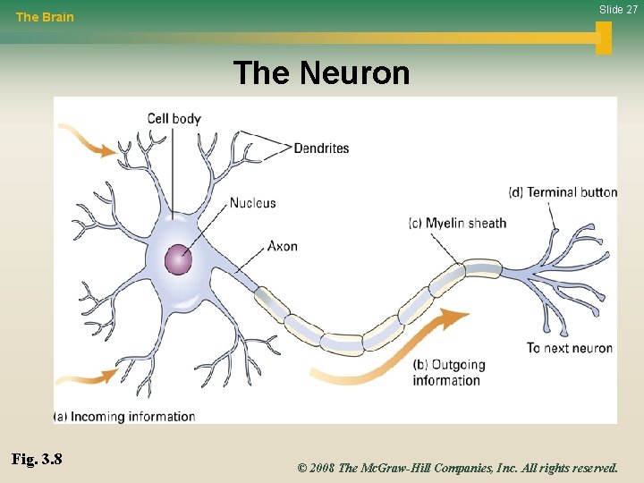 Slide 27 The Brain The Neuron Fig. 3. 8 © 2008 The Mc. Graw-Hill