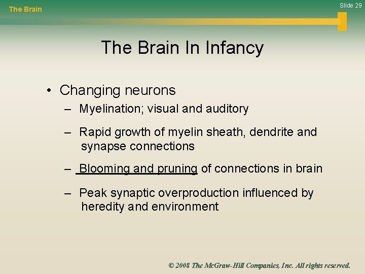 Slide 29 The Brain In Infancy • Changing neurons – Myelination; visual and auditory