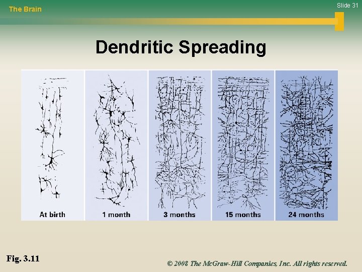 Slide 31 The Brain Dendritic Spreading Fig. 3. 11 © 2008 The Mc. Graw-Hill