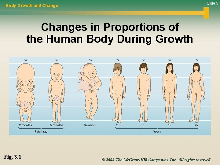 Slide 5 Body Growth and Changes in Proportions of the Human Body During Growth