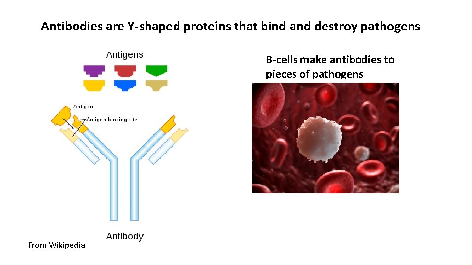 Antibodies are Y-shaped proteins that bind and destroy pathogens B-cells make antibodies to pieces Antibodies are Y-shaped proteins that bind and destroy pathogens B-cells make antibodies to pieces