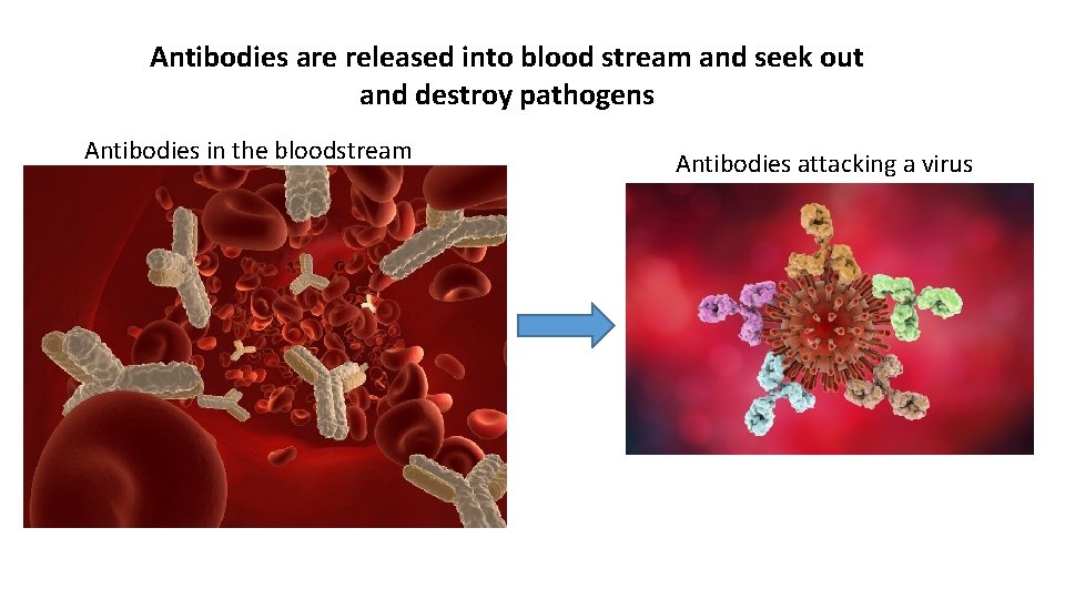 Antibodies are released into blood stream and seek out and destroy pathogens Antibodies in Antibodies are released into blood stream and seek out and destroy pathogens Antibodies in