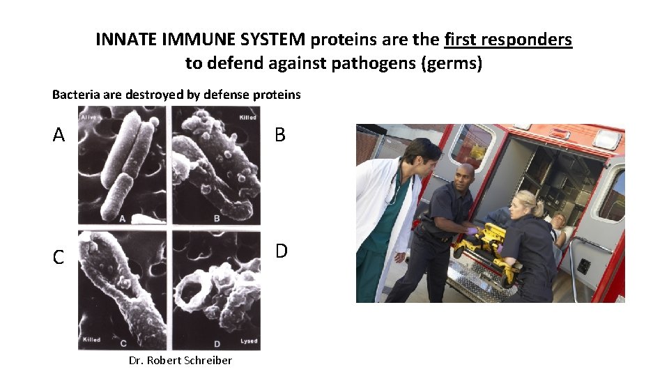 INNATE IMMUNE SYSTEM proteins are the first responders to defend against pathogens (germs) Bacteria INNATE IMMUNE SYSTEM proteins are the first responders to defend against pathogens (germs) Bacteria