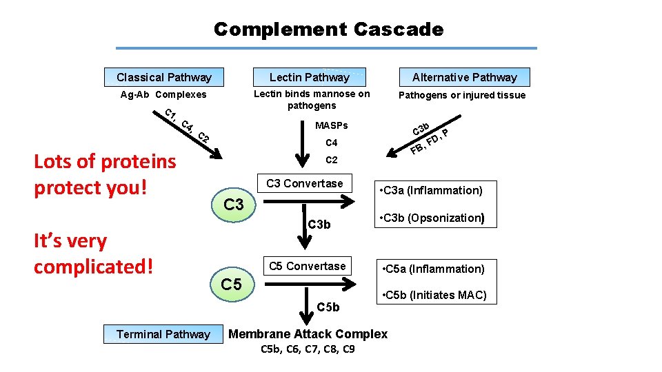 Complement Cascade Classical Pathway Lectin Pathway Alternative Pathway Ag-Ab Complexes Lectin binds mannose on Complement Cascade Classical Pathway Lectin Pathway Alternative Pathway Ag-Ab Complexes Lectin binds mannose on
