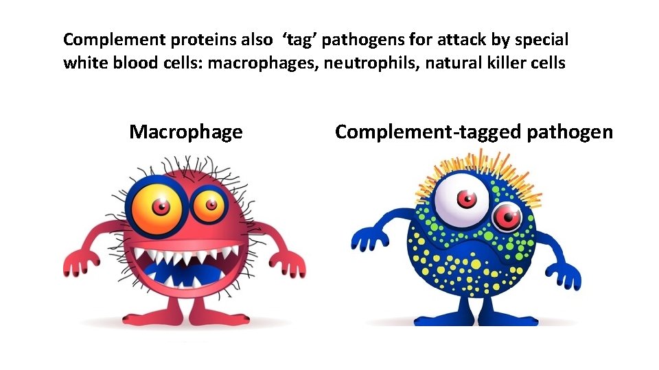 Complement proteins also ‘tag’ pathogens for attack by special white blood cells: macrophages, neutrophils, Complement proteins also ‘tag’ pathogens for attack by special white blood cells: macrophages, neutrophils,
