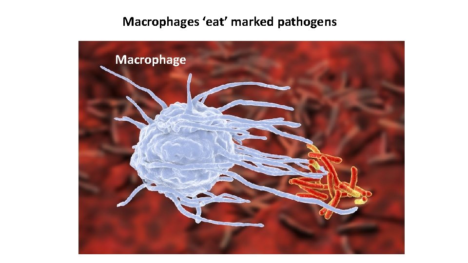 Macrophages ‘eat’ marked pathogens Macrophage Macrophages ‘eat’ marked pathogens Macrophage