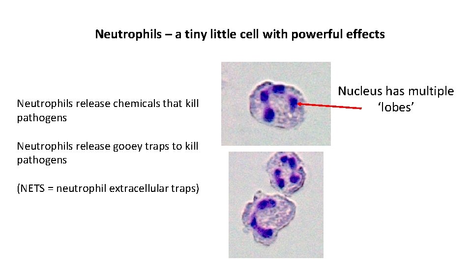 Neutrophils – a tiny little cell with powerful effects Neutrophils release chemicals that kill Neutrophils – a tiny little cell with powerful effects Neutrophils release chemicals that kill