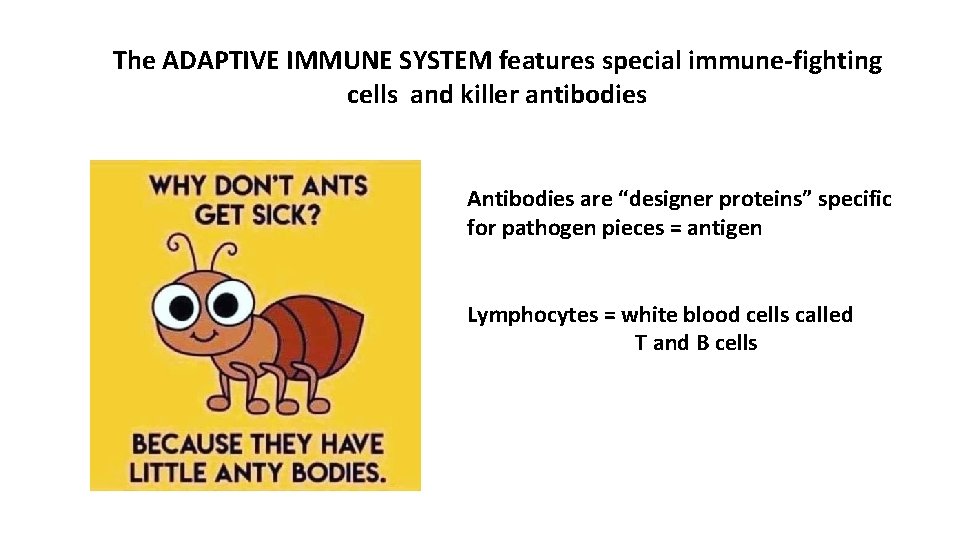 The ADAPTIVE IMMUNE SYSTEM features special immune-fighting cells and killer antibodies Antibodies are “designer The ADAPTIVE IMMUNE SYSTEM features special immune-fighting cells and killer antibodies Antibodies are “designer