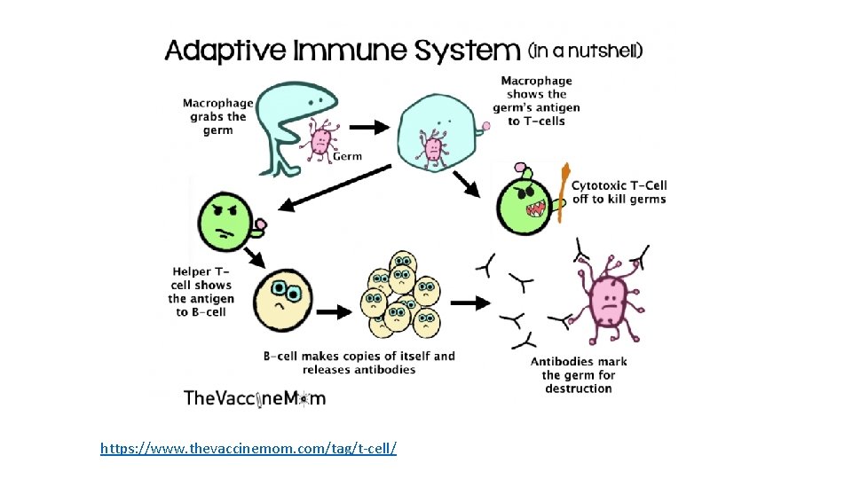 https: //www. thevaccinemom. com/tag/t-cell/ https: //www. thevaccinemom. com/tag/t-cell/
