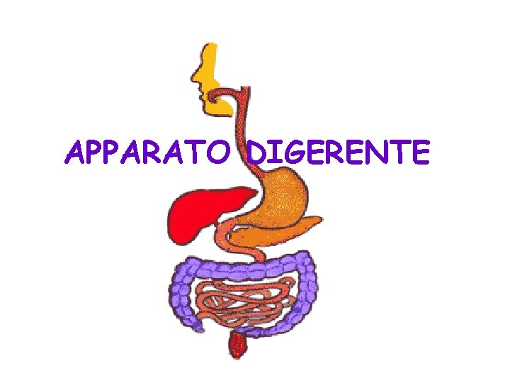 APPARATO DIGERENTE 